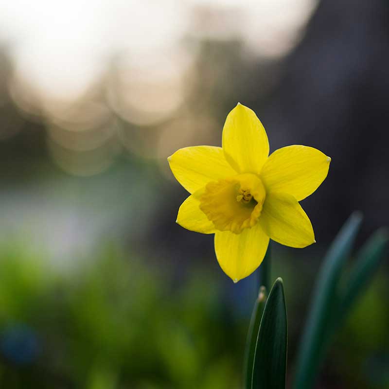 Welsh daffodil
